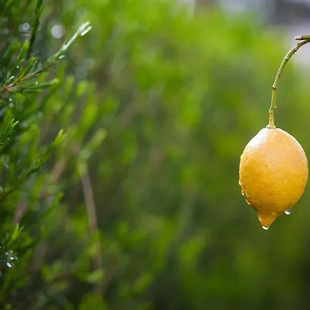 Lagoon Wellness Retreat (adults Only) Óbidos