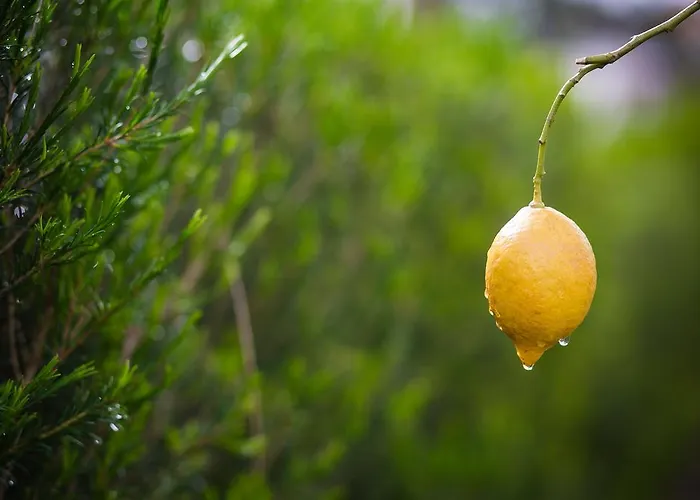 Lagoon Wellness Retreat (adults Only) Óbidos